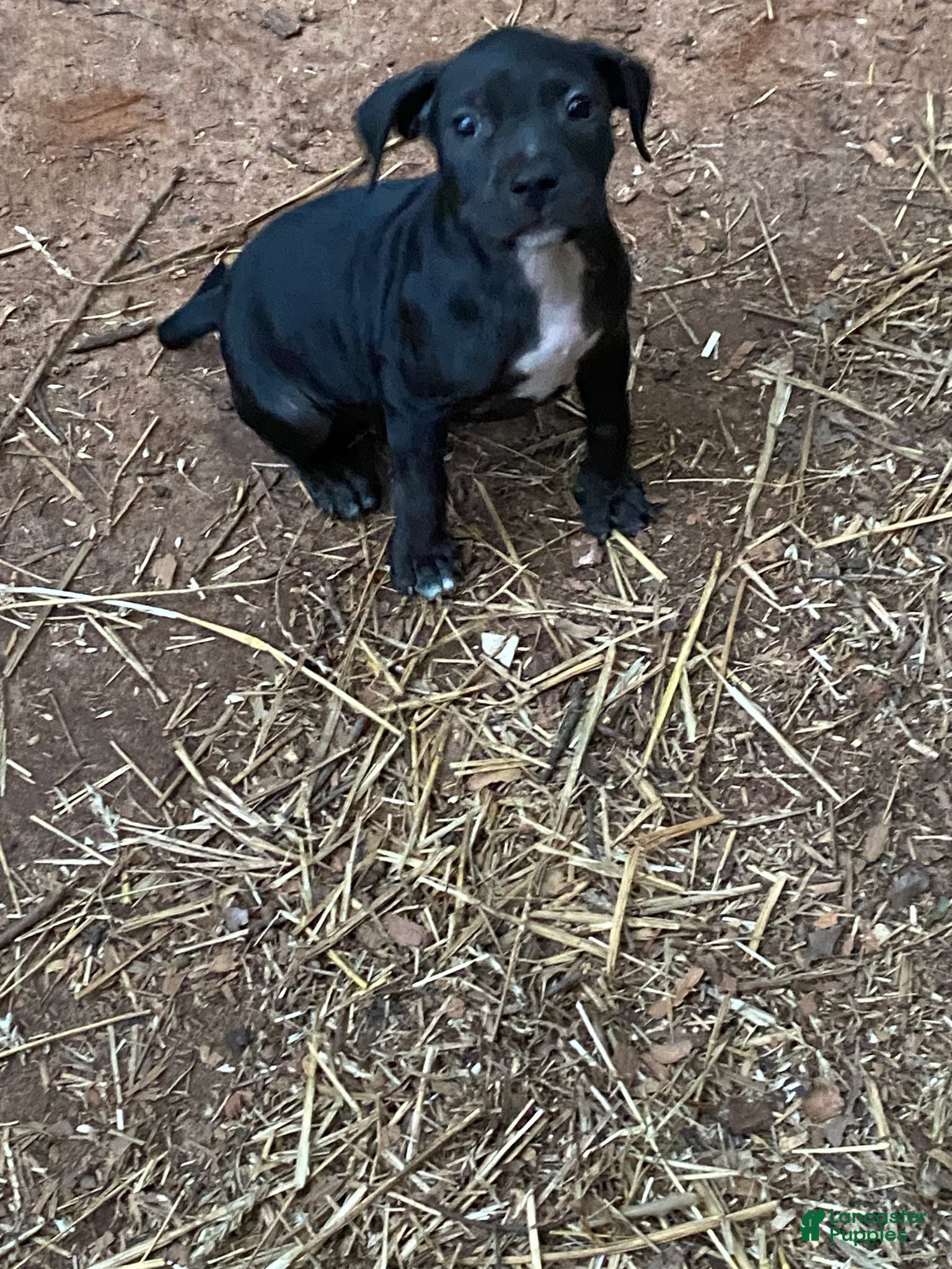 Mixed Breed dogs Mixed Breed 5 - Ad 4
