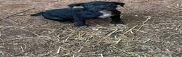 Mixed Breed dogs for sale: Mixed Breed 5 - Ad 1
