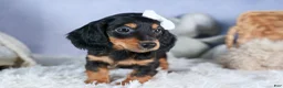 Miniature Dachshund dogs for sale: 🐾 MEET VIKING 🐶❤️ - Ad 8