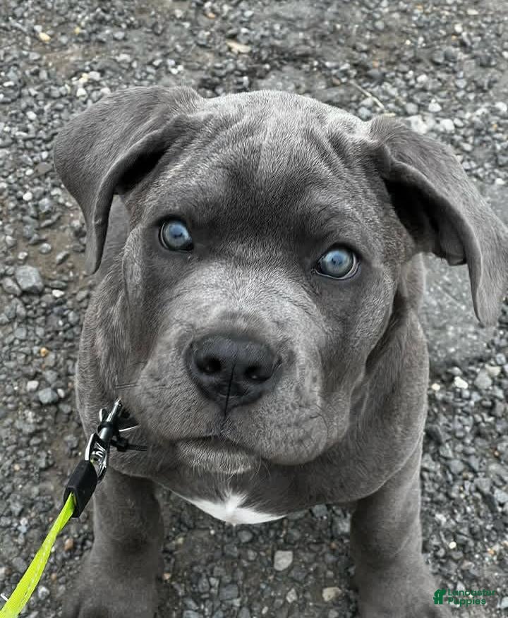 Cane Corso dogs Duke the Male - Ad 8