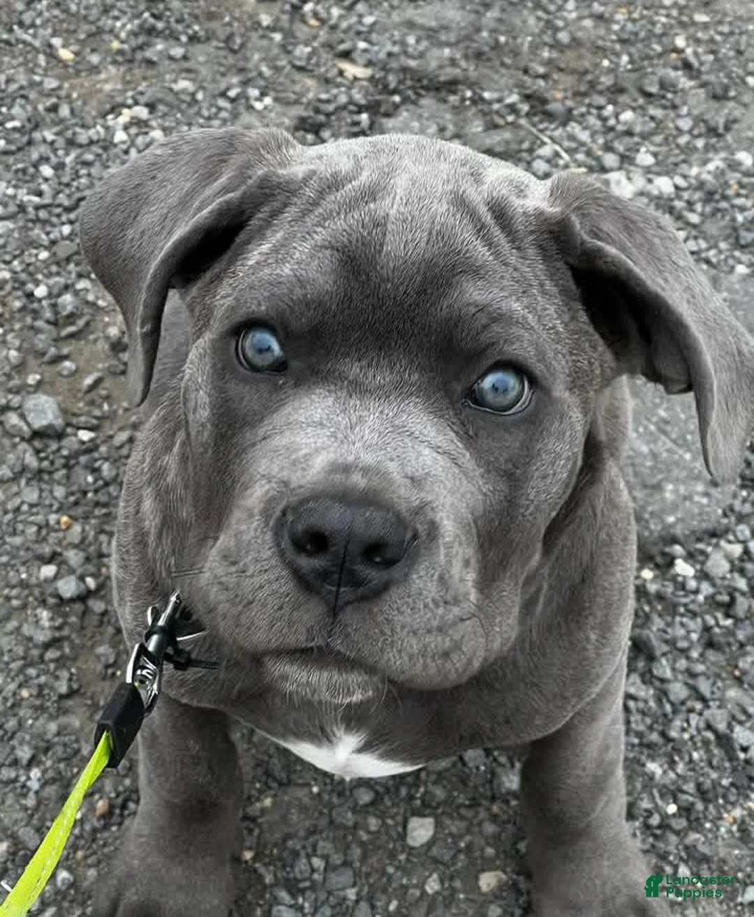 Cane Corso dogs for sale: Duke the Male - Ad 1