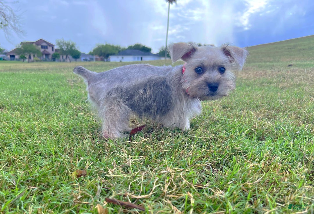 Miniature Schnauzer dogs for sale: Shakespeare  - Ad 3