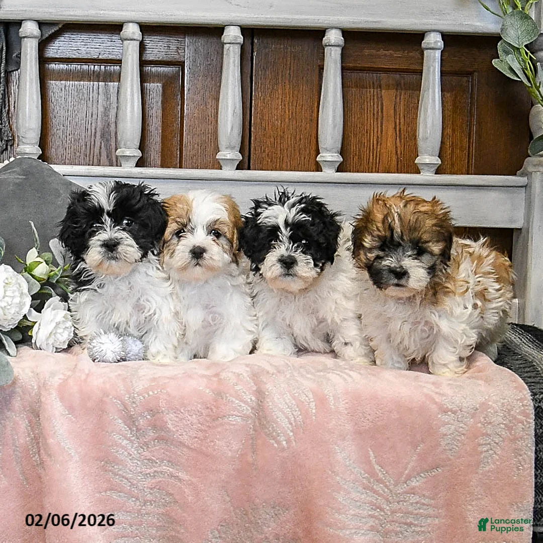 Teddy Bear dogs for sale: Valentine - Ad 3
