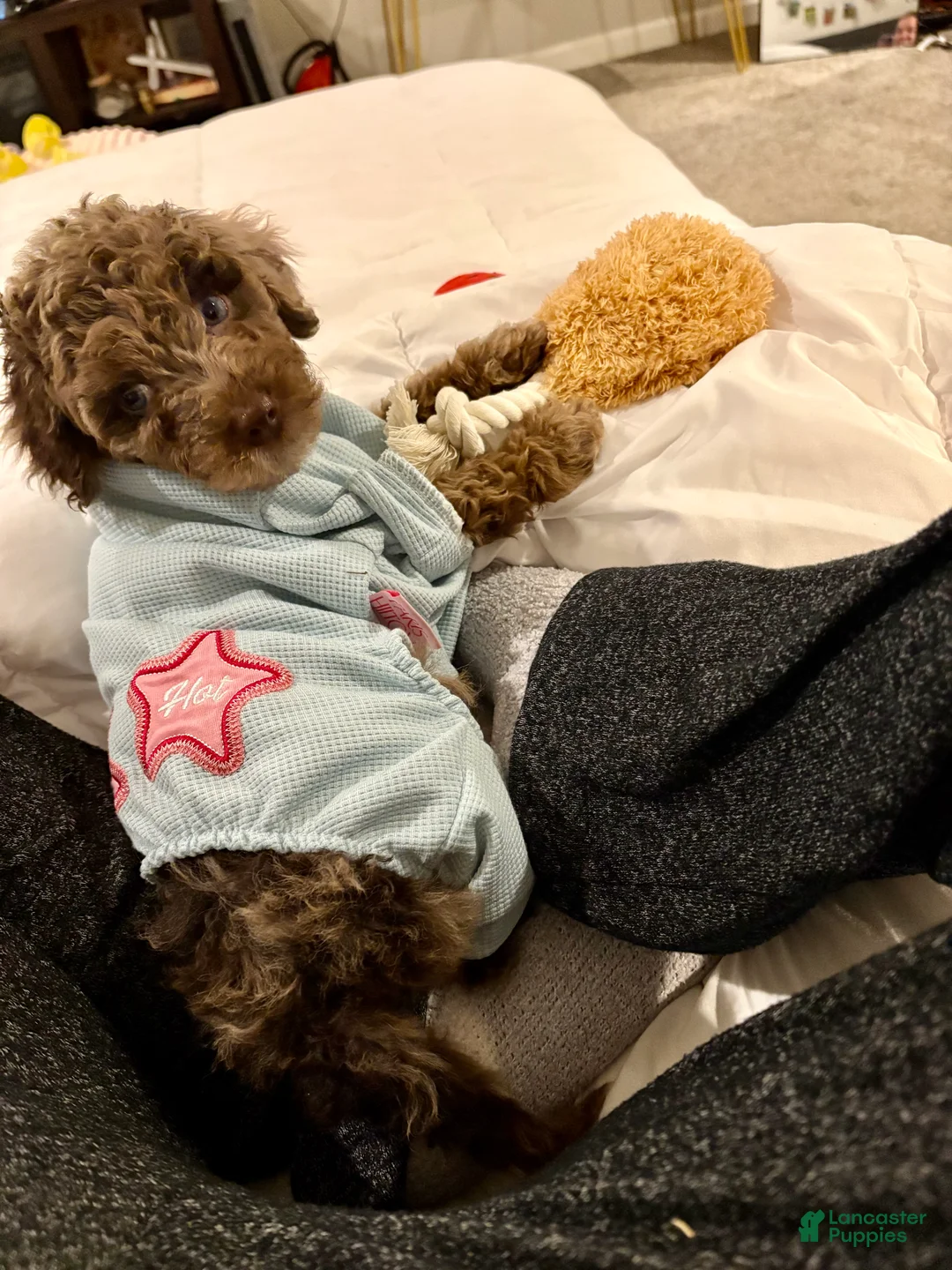 Mini Goldendoodle dogs for sale: Mini Goldendoodle Puppy 1 - Ad 2