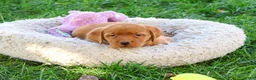 Labrador Retriever dogs for sale: Ramona - Ad 4