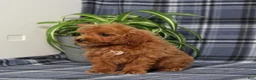 Miniature Poodle dogs for sale: Xara - Ad 4