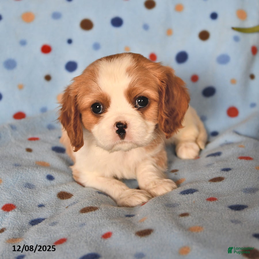 Cavalier King Charles Spaniel dogs Rover - Ad 1