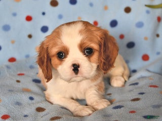 Cavalier King Charles Spaniel dogs Rover - Ad 17