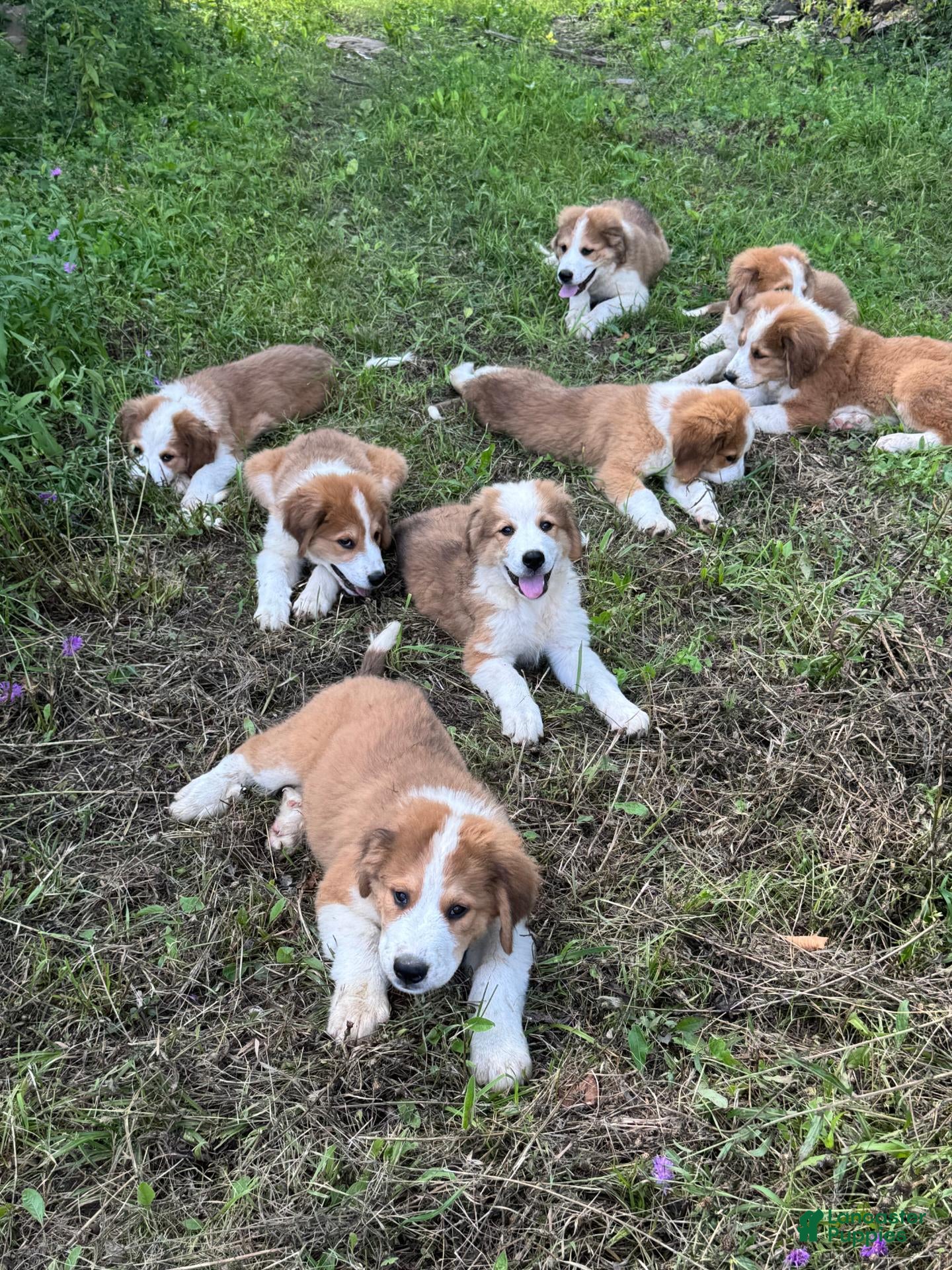 Mixed Breed dogs Mixed Breed 5 - Ad 4