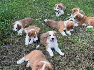 Mixed Breed dogs Mixed Breed 5 - Ad 4