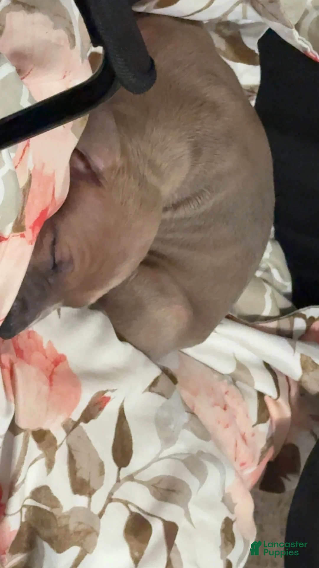 American Pit Bull Terrier dogs for sale: American Pit Bull Terrier Puppy 1 - Ad 2