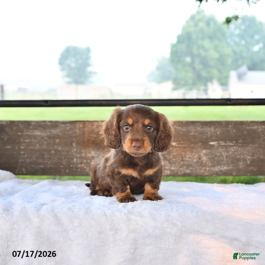 Miniature Dachshund dogs Prince   - Ad 1