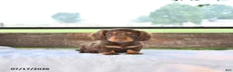 Miniature Dachshund dogs for sale: Prince   - Ad 1