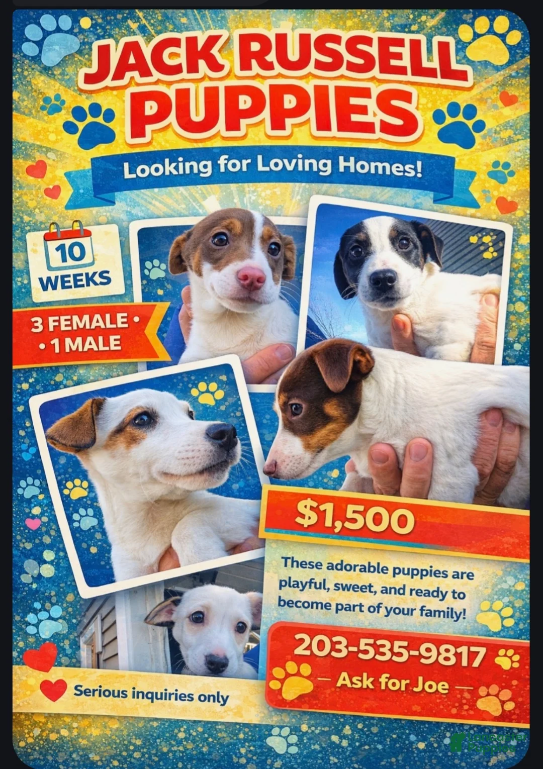 Jack Russell Terrier dogs for sale: Jack Russell Terrier 1 female 1 male - Ad 1