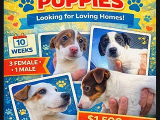 Jack Russell Terrier dogs for sale: Jack Russell Terrier 1 female 1 male - Ad 3