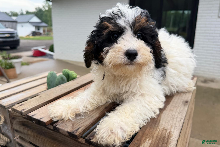 Mini Bernedoodle dogs Malachite - Ad 26