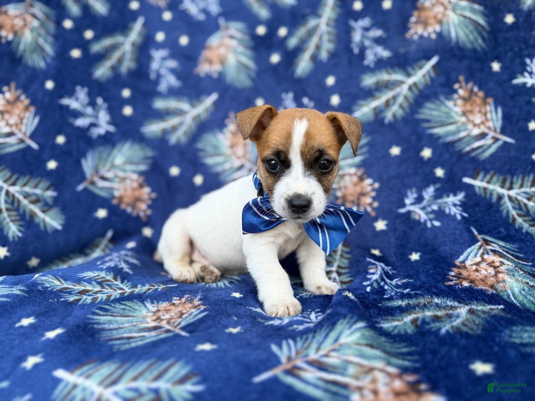 Jack Russell Terrier dogs for sale: Banjo - Ad 6