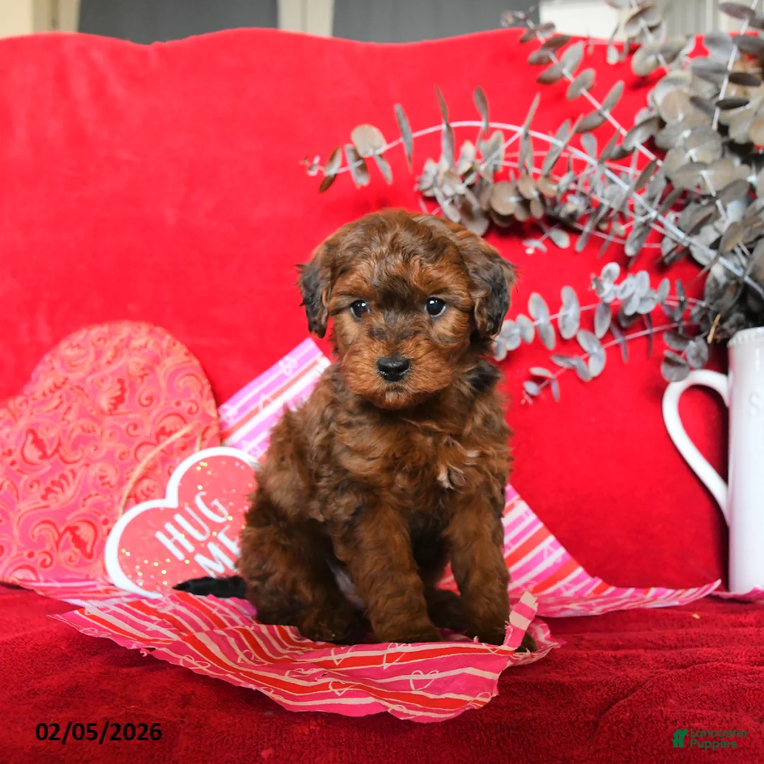 Yorkiepoo dogs for sale: Calvin - Ad 1