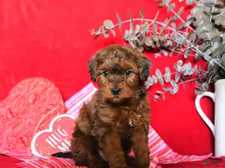 Yorkiepoo dogs Calvin - Ad 3