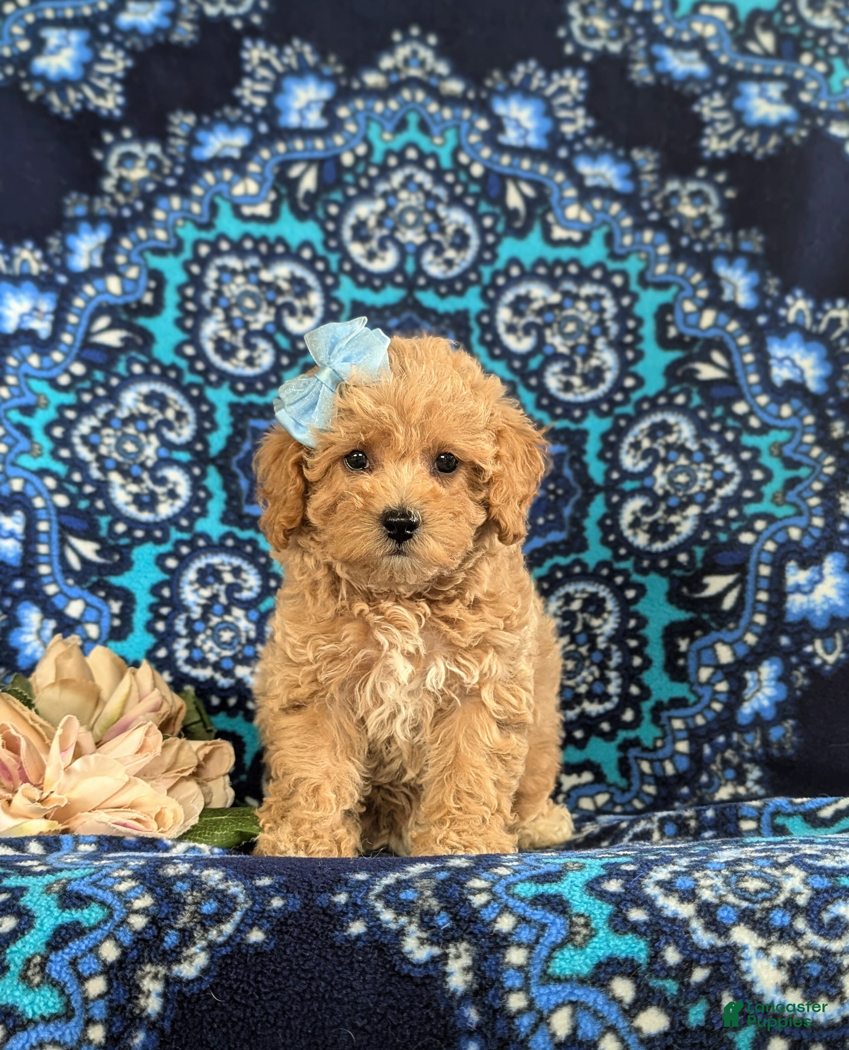 Bichpoo dogs Aubrey - Ad 2
