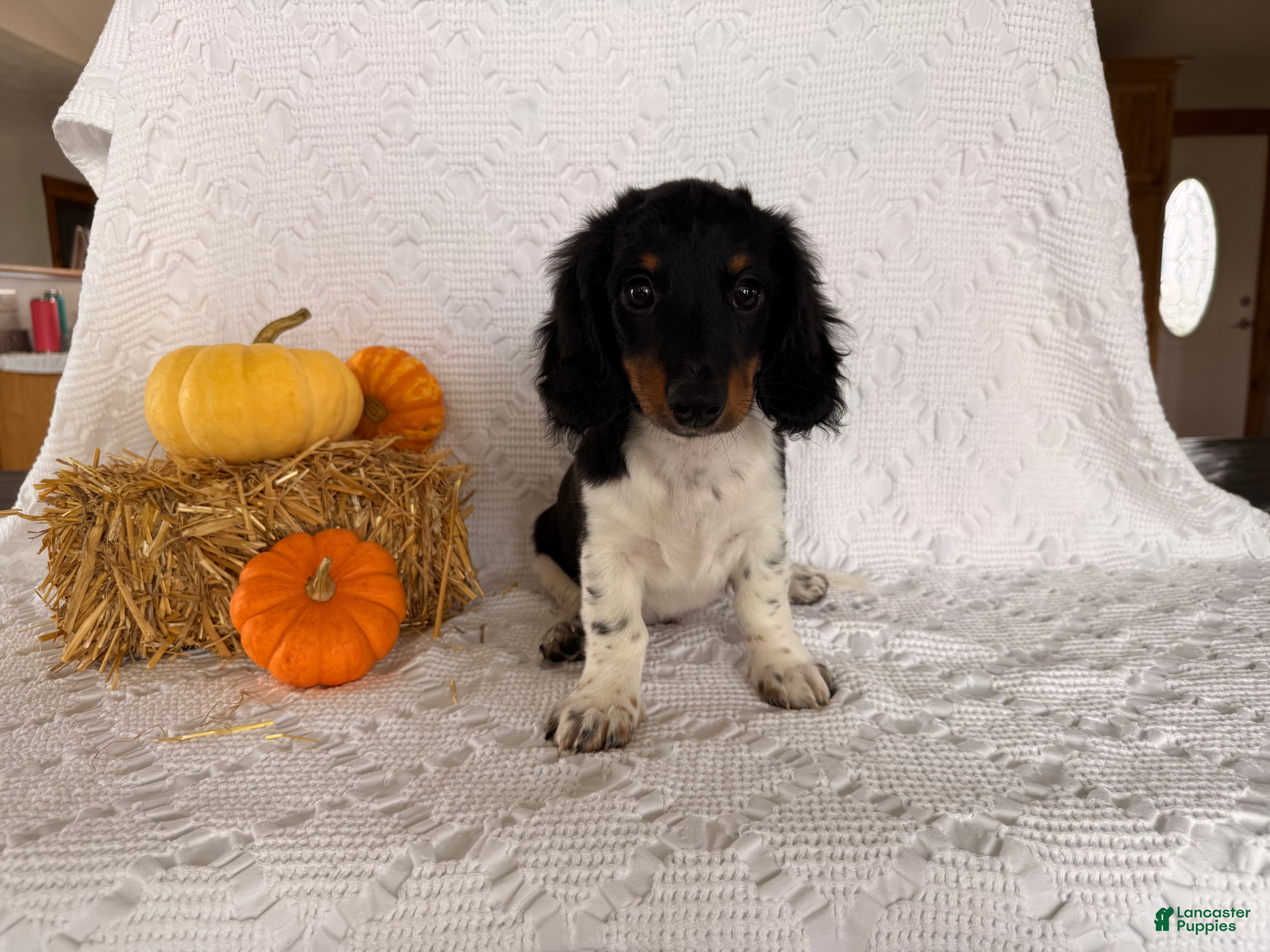 Miniature Dachshund dogs Texan  - Ad 2