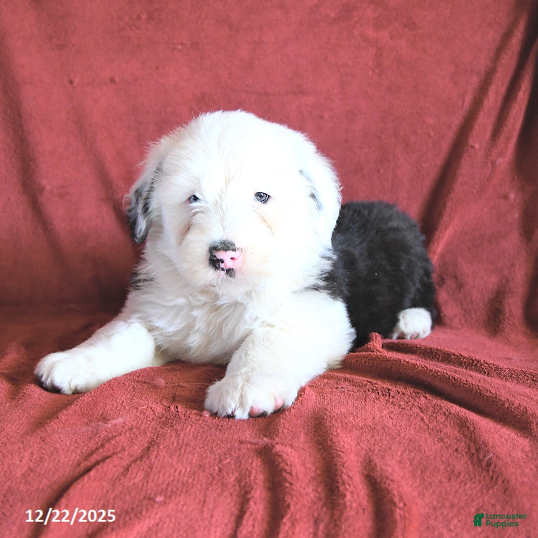 Old English Sheepdog dogs for sale: Maxwell - Ad 2