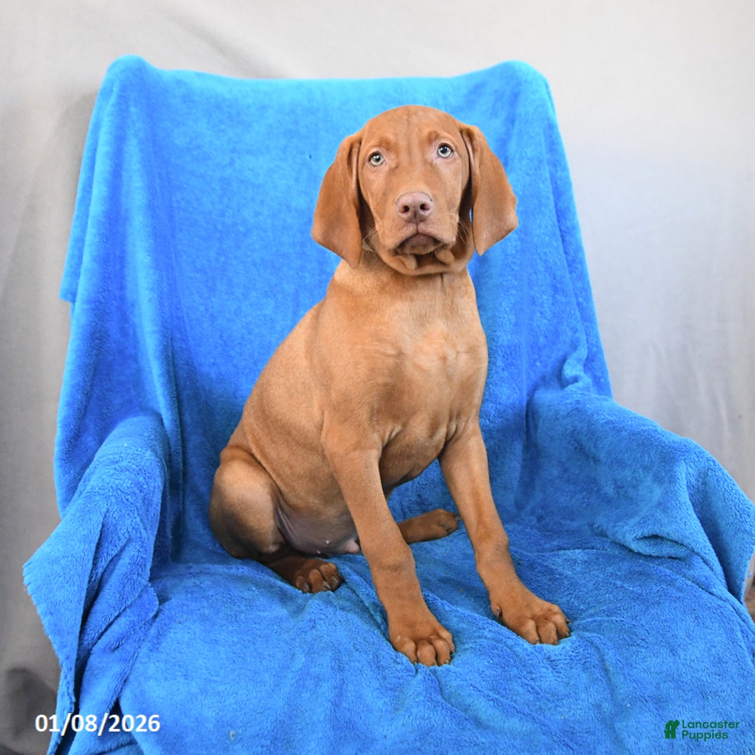 Vizsla dogs for sale: Rusty - Ad 3