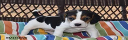 Beagle dogs for sale: Lily - Ad 4