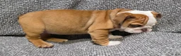 English Bulldog dogs for sale: Marion - Ad 5
