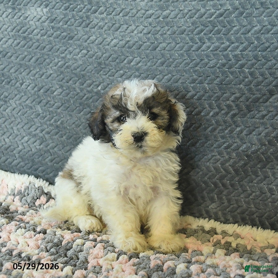 Maltipoo dogs Lilac - Ad 1
