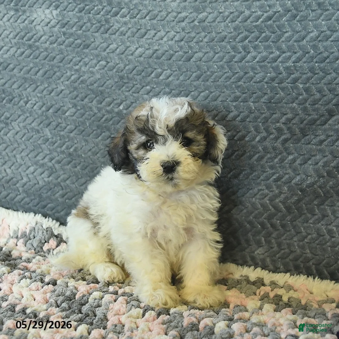 Maltipoo dogs for sale: Lilac - Ad 1