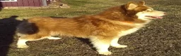 Gerberian Shepsky dogs for sale: Tom - Ad 8