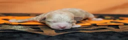Havapoo dogs for sale: Aramis  - Ad 3