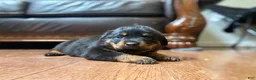 Rottweiler dogs for sale: Gloria  - Ad 6