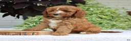 Cavapoo dogs for sale: Bentley  - Ad 2