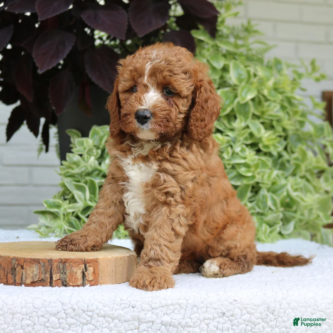 Cavapoo dogs for sale: Bentley  - Ad 2