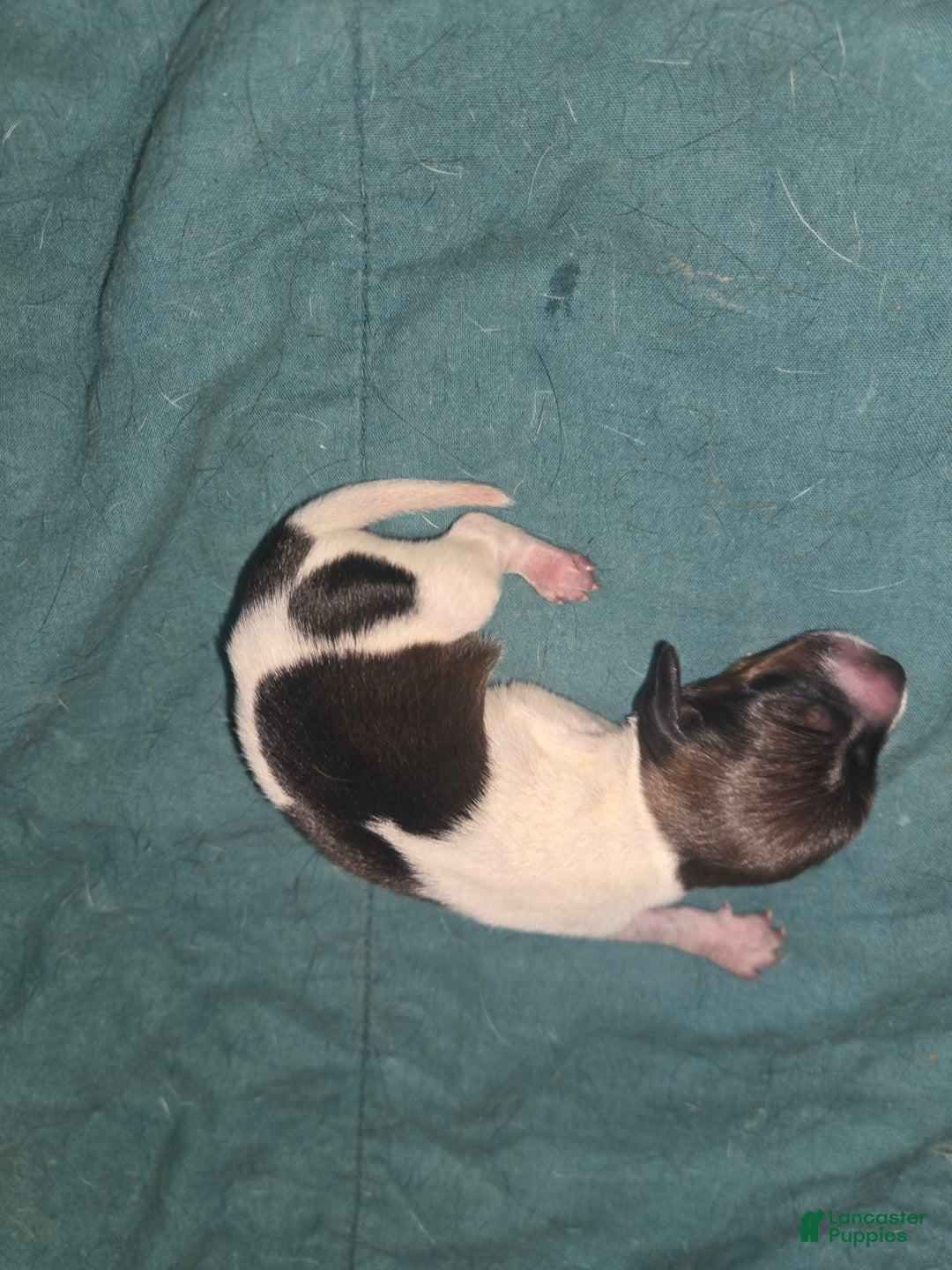 Dachshund dogs for sale: Dachshund Puppy 3 - Ad 1