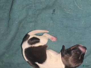 Dachshund dogs Dachshund Puppy 3 - Ad 3