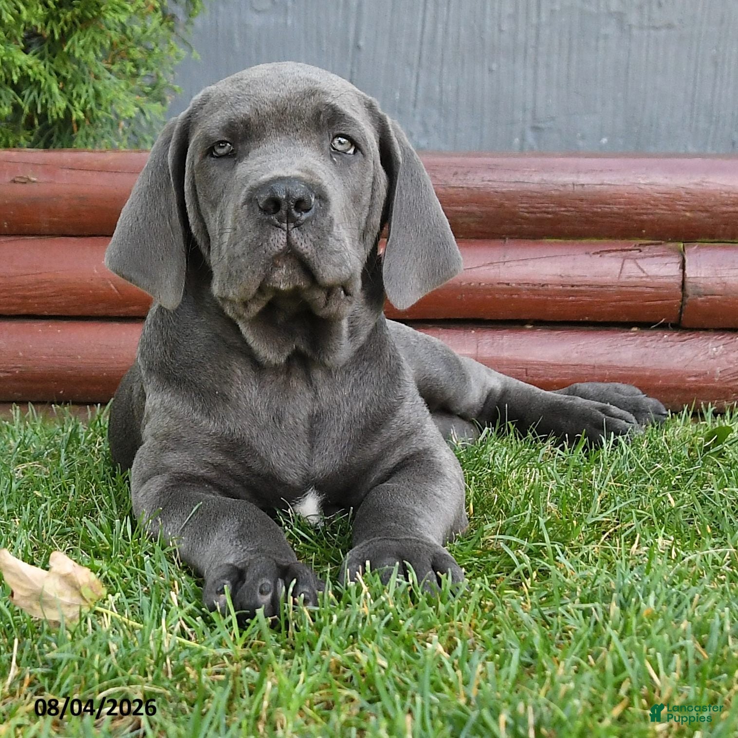 Cane Corso dogs Rancho - Ad 2