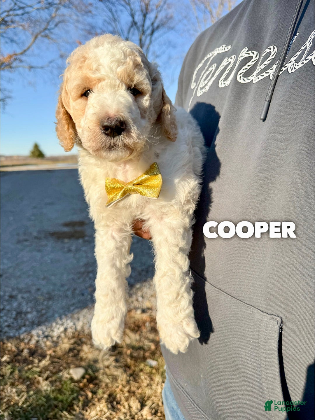 Mixed Breed dogs for sale: Cooper - Ad 1