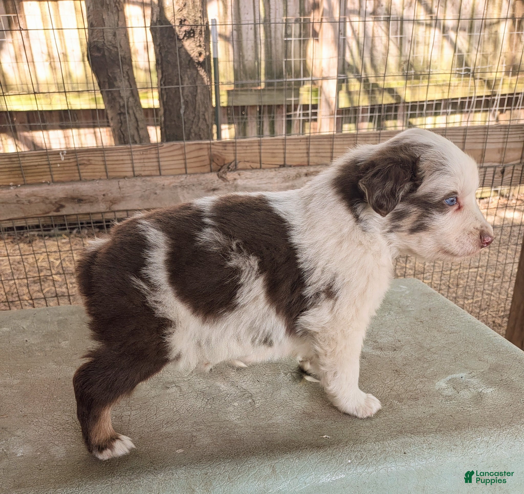 Australian Shepherd dogs Australian Shepherd Puppy 1 - Ad 41
