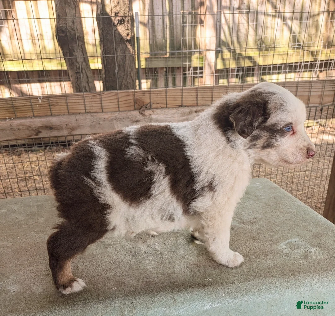 Australian Shepherd dogs for sale: Australian Shepherd Puppy 1 - Ad 1