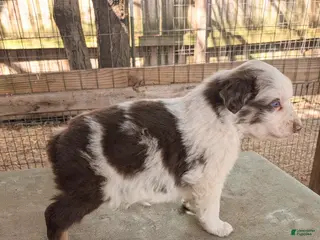 Australian Shepherd dogs Australian Shepherd Puppy 1 - Ad 41