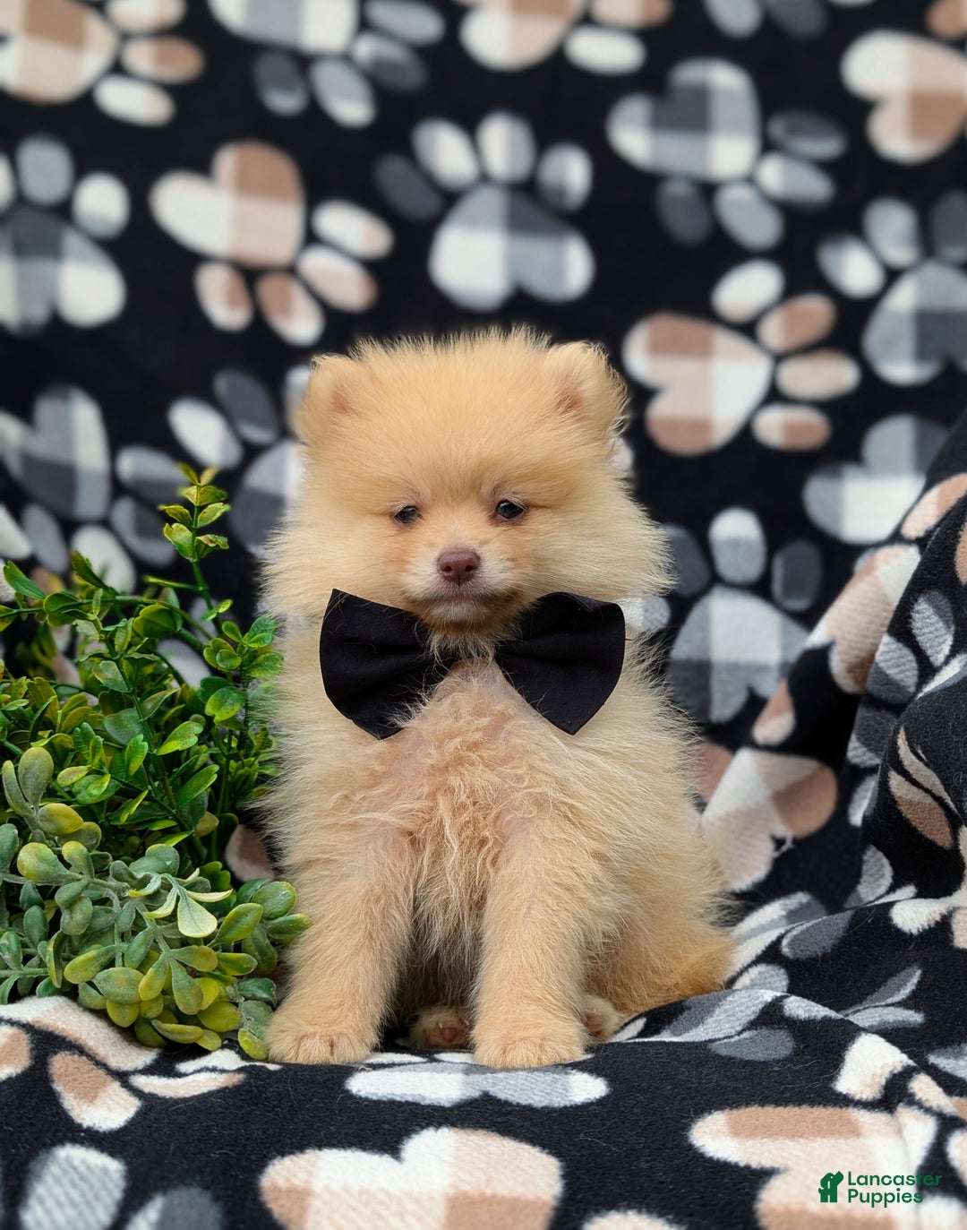 Pomeranian dogs for sale: Kent Genetic Testing - Ad 19