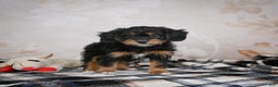 Bernedoodle dogs for sale: Gracie - Ad 11