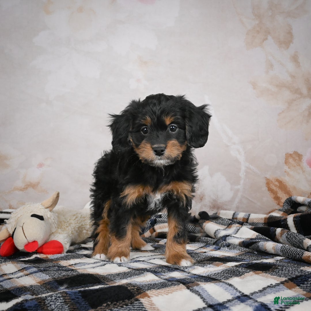 Bernedoodle dogs for sale: Gracie - Ad 11