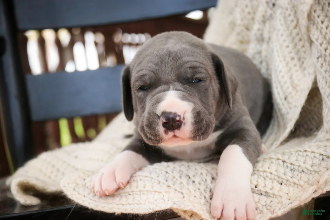 Great Dane dogs for sale: Sergeant - Ad 2