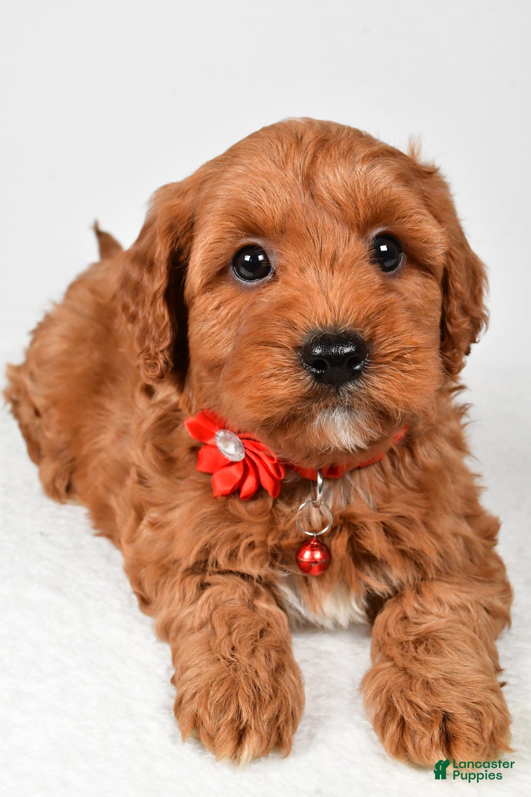 Cavapoo dogs for sale: Tyler - Ad 6