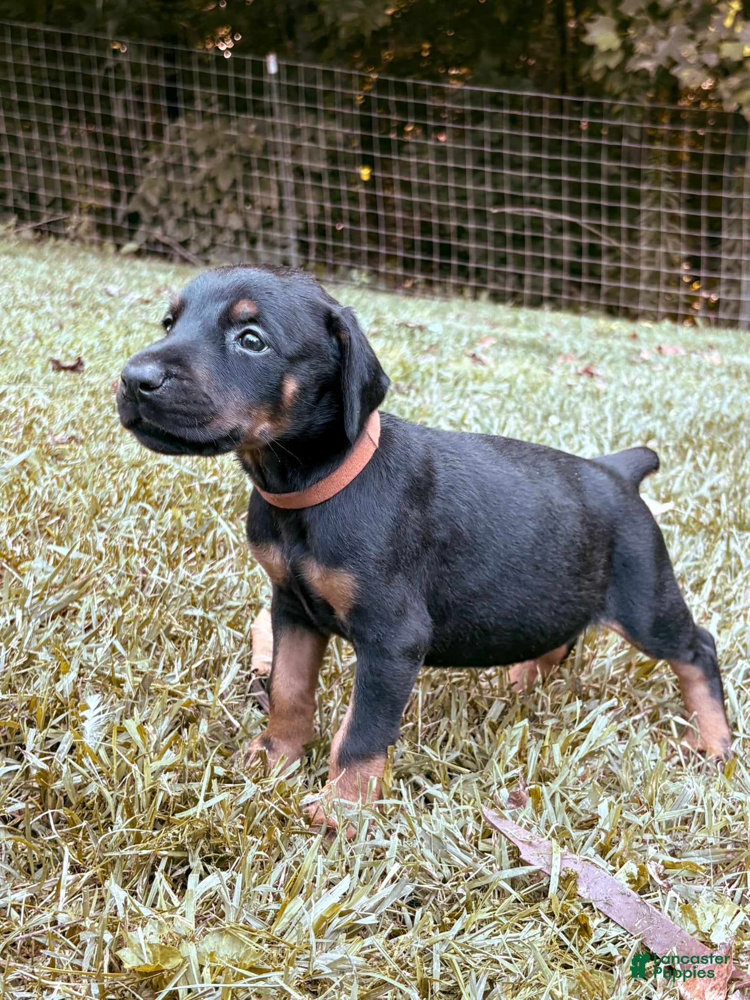 Doberman Pinscher dogs Kodiak - Ad 1