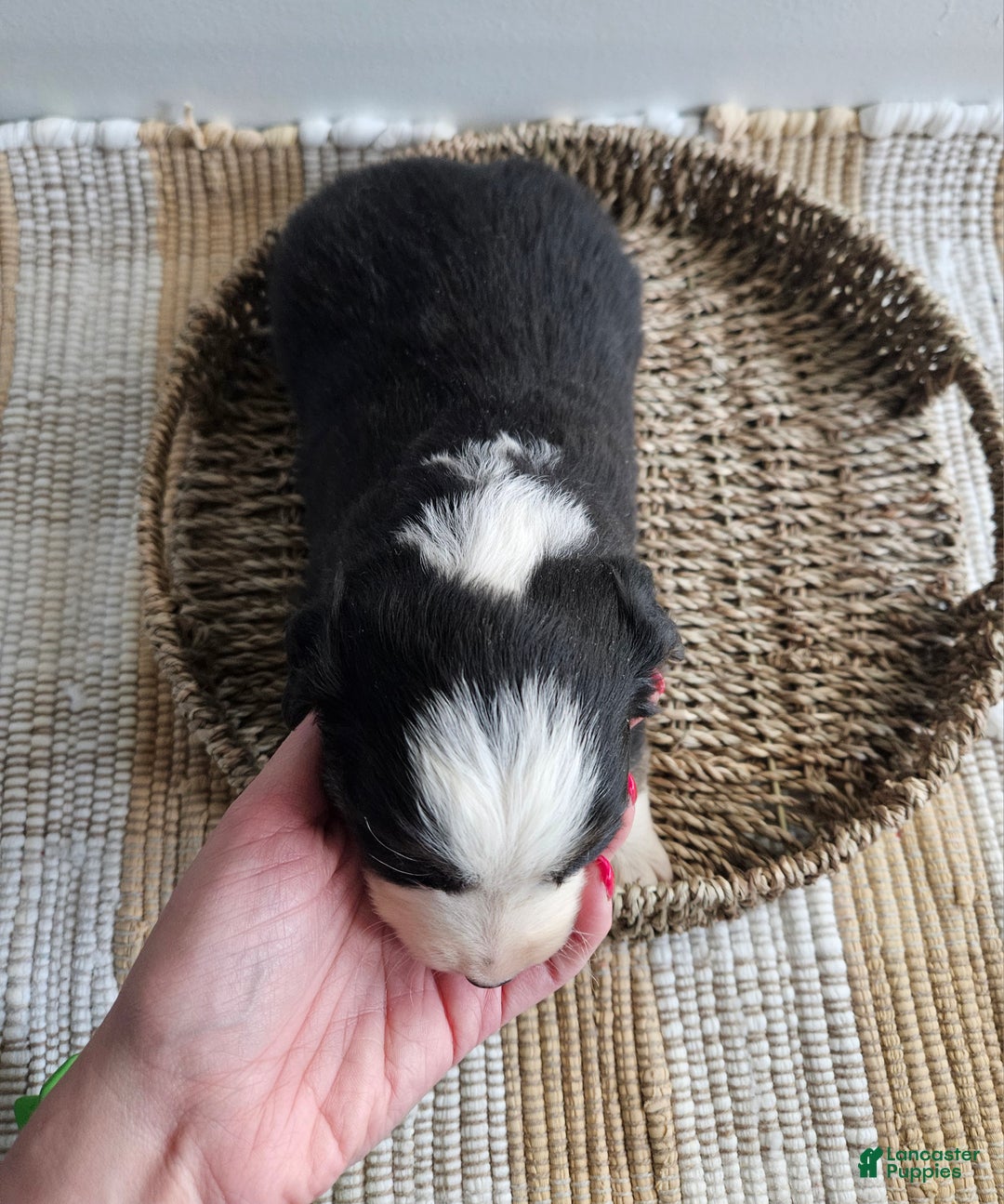 Australian Shepherd dogs for sale: Callie - Ad 4